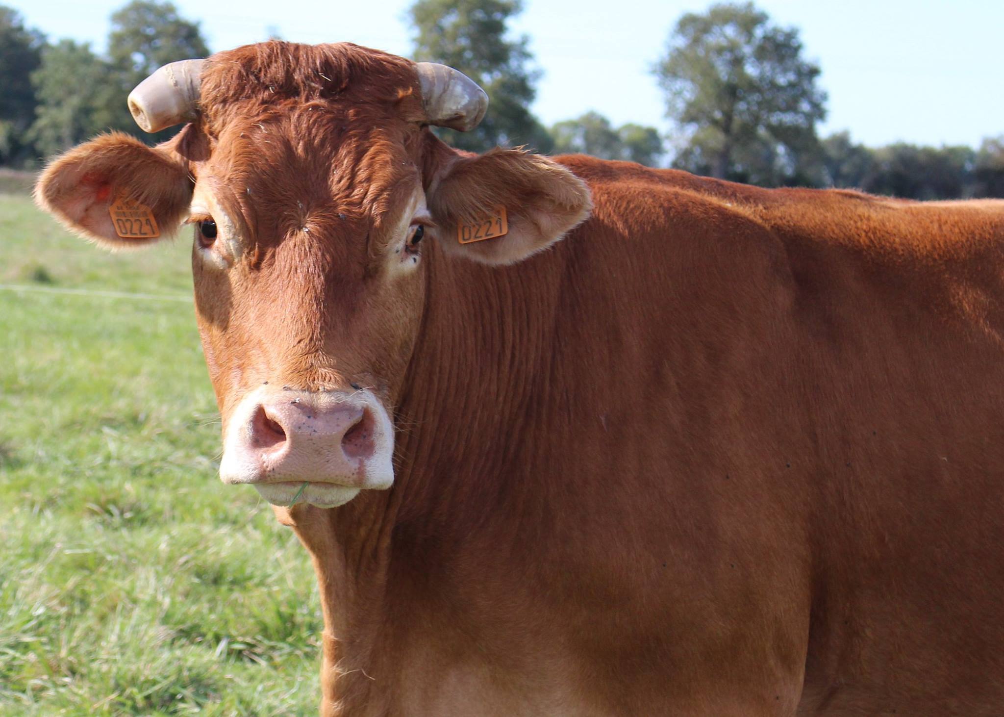 You are currently viewing GAEC la Ferme du Bouchage